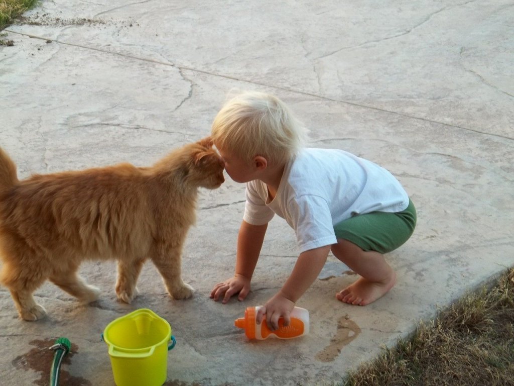 katten en kinderen