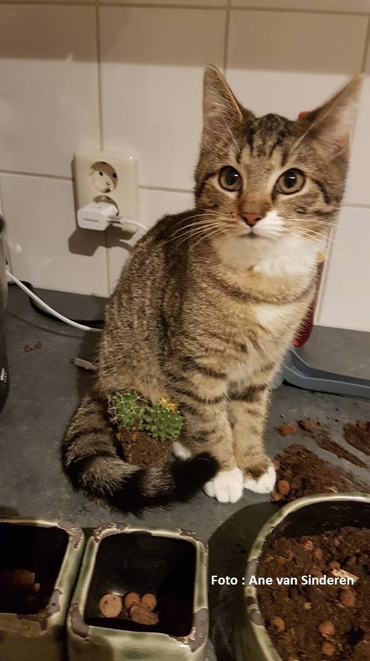 Lijst me giftige planten voor katten