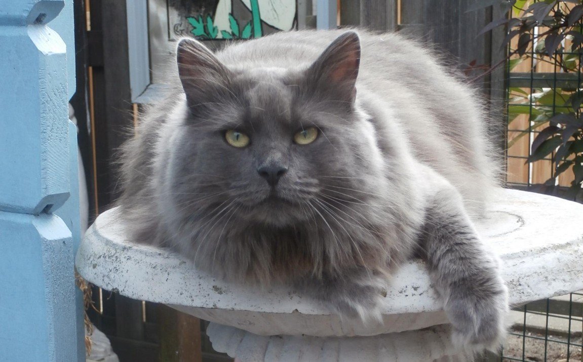 Siberische poes in de tuin