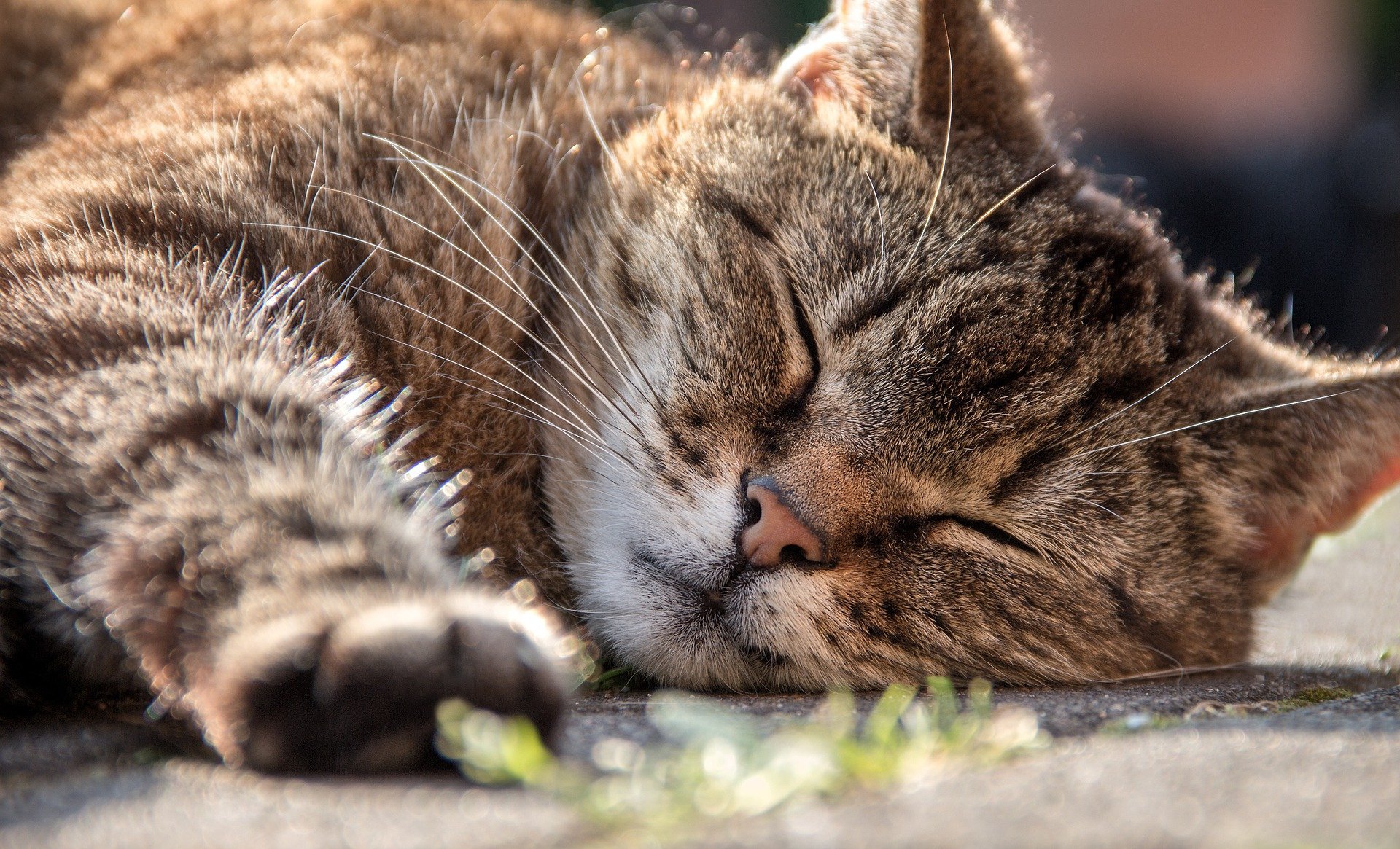 Vachtverzorging kat