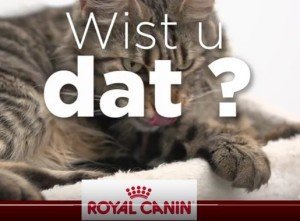 Vachtverzorging bij katten - verzorging van de vacht