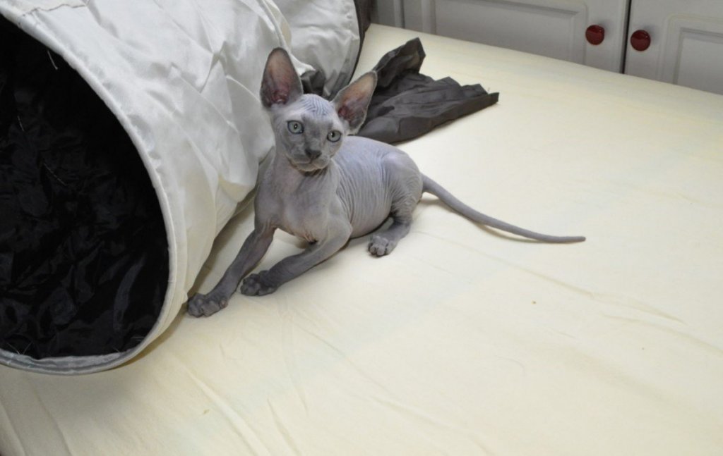 Sphynx of naaktkat