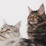 Maine Coon voor honden met verlatingsangst